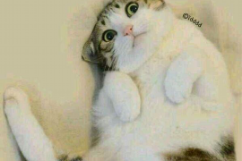 历城贷款清欠服务